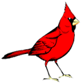 Cardinal logo 